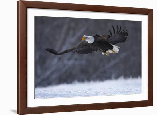 Bald Eagle in Flight over Snow-W^ Perry Conway-Framed Photographic Print