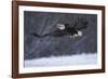 Bald Eagle in Flight over Snow-W^ Perry Conway-Framed Photographic Print