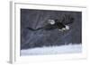 Bald Eagle in Flight over Snow-W^ Perry Conway-Framed Photographic Print