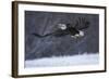 Bald Eagle in Flight over Snow-W^ Perry Conway-Framed Photographic Print