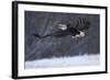 Bald Eagle in Flight over Snow-W^ Perry Conway-Framed Photographic Print