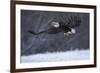 Bald Eagle in Flight over Snow-W^ Perry Conway-Framed Photographic Print