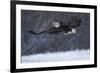 Bald Eagle in Flight over Snow-W^ Perry Conway-Framed Photographic Print