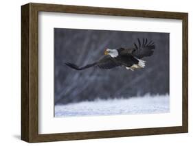 Bald Eagle in Flight over Snow-W^ Perry Conway-Framed Photographic Print