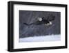 Bald Eagle in Flight over Snow-W^ Perry Conway-Framed Photographic Print