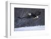 Bald Eagle in Flight over Snow-W^ Perry Conway-Framed Photographic Print