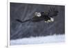 Bald Eagle in Flight over Snow-W^ Perry Conway-Framed Photographic Print