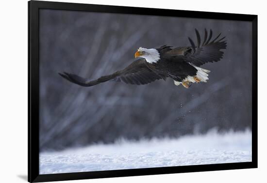 Bald Eagle in Flight over Snow-W^ Perry Conway-Framed Photographic Print