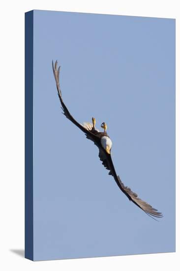 Bald Eagle in Flight, Upside Down-Ken Archer-Stretched Canvas