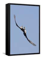 Bald Eagle in Flight, Upside Down-Ken Archer-Framed Stretched Canvas
