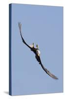 Bald Eagle in Flight, Upside Down-Ken Archer-Stretched Canvas