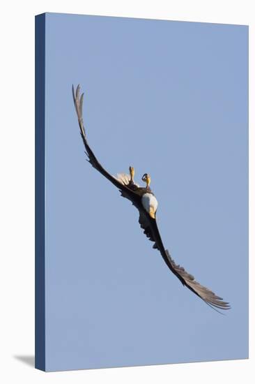 Bald Eagle in Flight, Upside Down-Ken Archer-Stretched Canvas