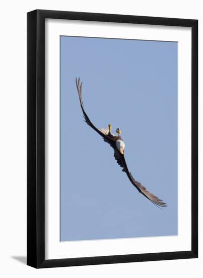 Bald Eagle in Flight, Upside Down-Ken Archer-Framed Photographic Print