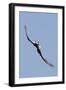 Bald Eagle in Flight, Upside Down-Ken Archer-Framed Photographic Print