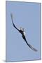 Bald Eagle in Flight, Upside Down-Ken Archer-Mounted Photographic Print