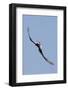 Bald Eagle in Flight, Upside Down-Ken Archer-Framed Photographic Print