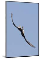 Bald Eagle in Flight, Upside Down-Ken Archer-Mounted Photographic Print