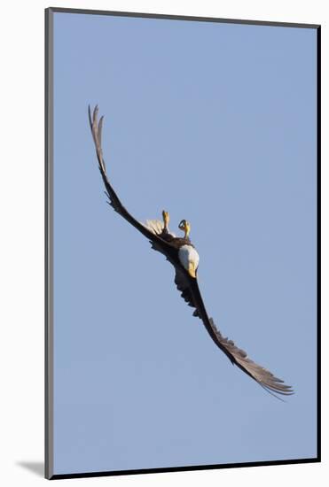 Bald Eagle in Flight, Upside Down-Ken Archer-Mounted Photographic Print