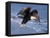Bald Eagle in Flight with Fish in Kachemak Bay, Alaska, USA-Steve Kazlowski-Framed Stretched Canvas