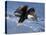 Bald Eagle in Flight with Fish in Kachemak Bay, Alaska, USA-Steve Kazlowski-Stretched Canvas