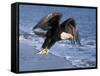 Bald Eagle in Flight with Fish in Kachemak Bay, Alaska, USA-Steve Kazlowski-Framed Stretched Canvas