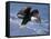 Bald Eagle in Flight with Fish in Kachemak Bay, Alaska, USA-Steve Kazlowski-Framed Stretched Canvas