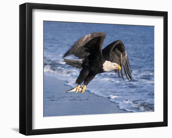 Bald Eagle in Flight with Fish in Kachemak Bay, Alaska, USA-Steve Kazlowski-Framed Premium Photographic Print