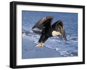 Bald Eagle in Flight with Fish in Kachemak Bay, Alaska, USA-Steve Kazlowski-Framed Premium Photographic Print