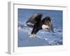 Bald Eagle in Flight with Fish in Kachemak Bay, Alaska, USA-Steve Kazlowski-Framed Photographic Print