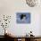 Bald Eagle in Flight with Fish in Kachemak Bay, Alaska, USA-Steve Kazlowski-Photographic Print displayed on a wall