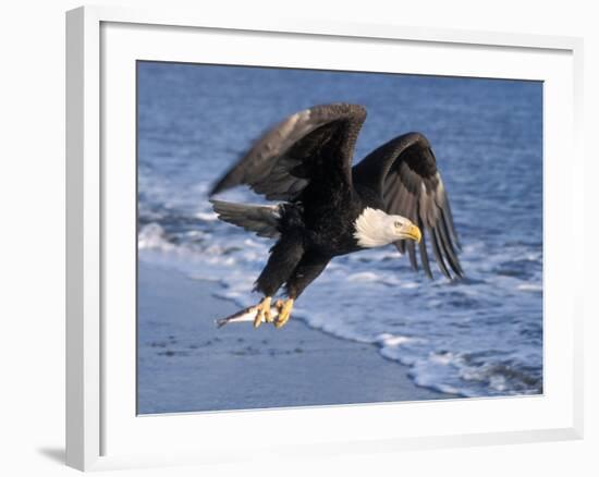 Bald Eagle in Flight with Fish in Kachemak Bay, Alaska, USA-Steve Kazlowski-Framed Photographic Print