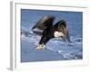 Bald Eagle in Flight with Fish in Kachemak Bay, Alaska, USA-Steve Kazlowski-Framed Photographic Print