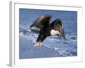 Bald Eagle in Flight with Fish in Kachemak Bay, Alaska, USA-Steve Kazlowski-Framed Photographic Print