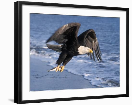 Bald Eagle in Flight with Fish in Kachemak Bay, Alaska, USA-Steve Kazlowski-Framed Photographic Print