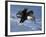 Bald Eagle in Flight with Fish in Kachemak Bay, Alaska, USA-Steve Kazlowski-Framed Photographic Print