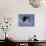 Bald Eagle in Flight with Fish in Kachemak Bay, Alaska, USA-Steve Kazlowski-Mounted Photographic Print displayed on a wall