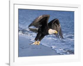 Bald Eagle in Flight with Fish in Kachemak Bay, Alaska, USA-Steve Kazlowski-Framed Photographic Print