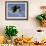 Bald Eagle in Flight with Fish in Kachemak Bay, Alaska, USA-Steve Kazlowski-Framed Photographic Print displayed on a wall