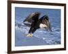 Bald Eagle in Flight with Fish in Kachemak Bay, Alaska, USA-Steve Kazlowski-Framed Photographic Print