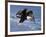 Bald Eagle in Flight with Fish in Kachemak Bay, Alaska, USA-Steve Kazlowski-Framed Photographic Print