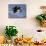 Bald Eagle in Flight with Fish in Kachemak Bay, Alaska, USA-Steve Kazlowski-Mounted Photographic Print displayed on a wall