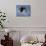 Bald Eagle in Flight with Fish in Kachemak Bay, Alaska, USA-Steve Kazlowski-Mounted Photographic Print displayed on a wall