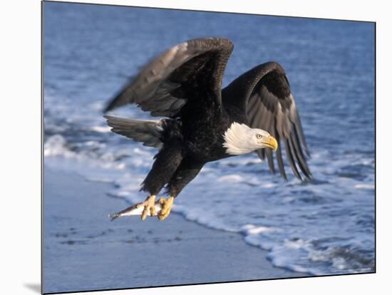 Bald Eagle in Flight with Fish in Kachemak Bay, Alaska, USA-Steve Kazlowski-Mounted Photographic Print