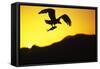 Bald Eagle in Flight, with Fish-null-Framed Stretched Canvas