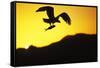 Bald Eagle in Flight, with Fish-null-Framed Stretched Canvas