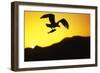 Bald Eagle in Flight, with Fish-null-Framed Photographic Print