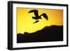Bald Eagle in Flight, with Fish-null-Framed Photographic Print
