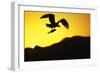 Bald Eagle in Flight, with Fish-null-Framed Photographic Print