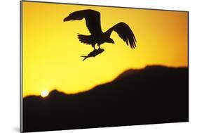 Bald Eagle in Flight, with Fish-null-Mounted Photographic Print