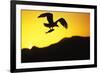 Bald Eagle in Flight, with Fish-null-Framed Photographic Print